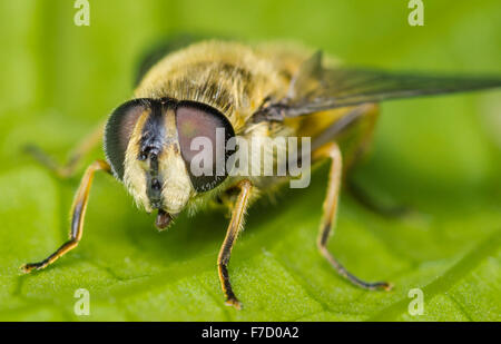 Myathropa Florea. Female Hoverfly on a leaf in the Spring. Stock Photo