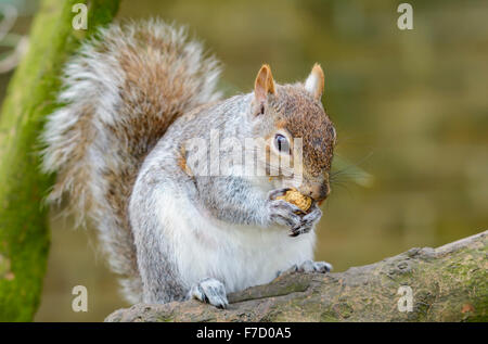 Eastern Grey Squirrel (Sciurus Carolinensis) eating a nut on the branch of a tree. Stock Photo