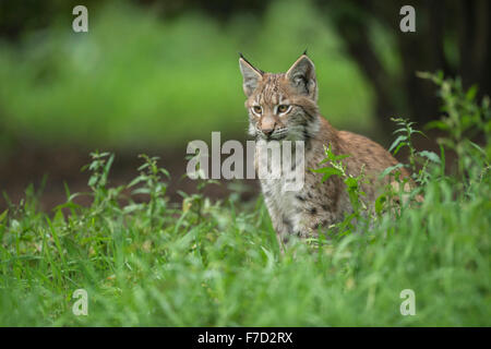 Young Eurasian Lynx / Eurasischer Luchs ( Lynx lynx ) sits in high grass under bushes. Stock Photo