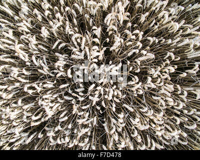 Photo looking directly down onto corn crop Stock Photo