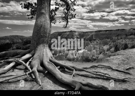 Exposed tree roots and rock formations hoodoos in Bryce National Park, UT Stock Photo