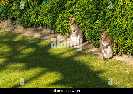 Two kangaroos in a park, Paris Stock Photo
