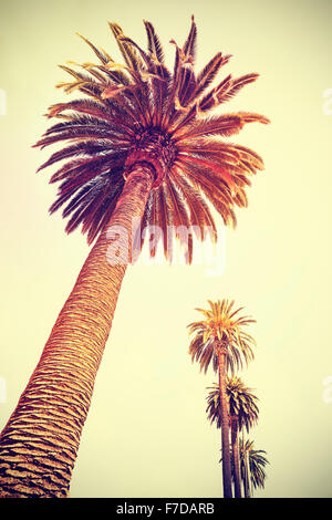 Vintage toned palm trees at sunset, holiday background, Santa Monica, USA. Stock Photo