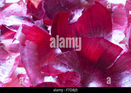 Close up abstract of red onion leaves Stock Photo