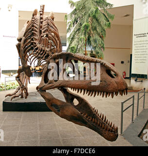 Full original skeleton of Tyrannotitan chubutensis. Chubut province. Stock Photo