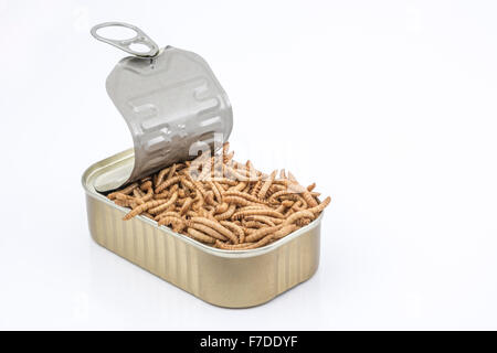 Can of Mealworms / Tenebrio molitor, symbolic of phrase: 'open a can of worms'. Metaphor for Entomophagy, edible insects, edible bugs, eating insects. Stock Photo