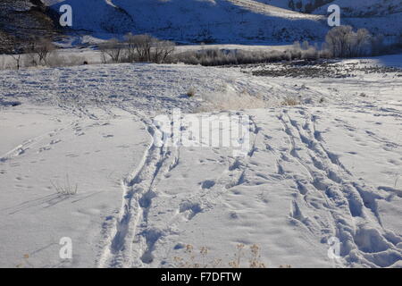 Winter snow scenes with animal tracks and frost in the trees Stock Photo