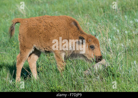 American Bison (Bison bison) calf rubbing rock, Fort Custer State Park, S. Dakota USA Stock Photo