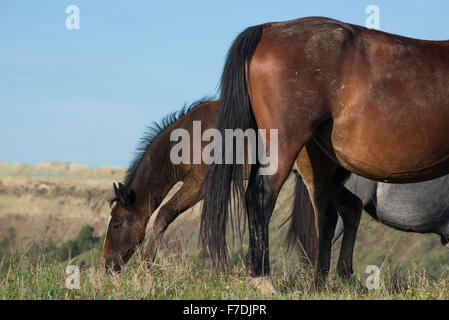 Wild Horses, (Equs ferus), Mustangs, grazing, Feral, Theodore Roosevelt National Park, North Dakota, Western North America Stock Photo