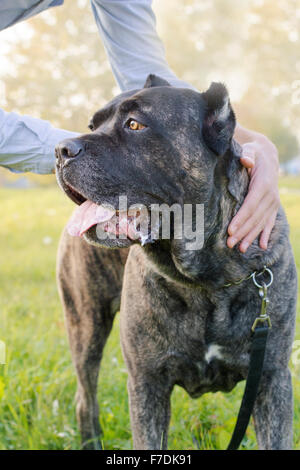 Portrait of beautiful Cane Corso dog standing outdoors with man hands on him Stock Photo