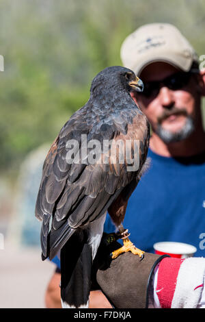 A captive Harris's Hawk (Parabuteo unicinctus) in display at the Arizona-Sonora Desert Museum. Tucson, Arizona, USA. Stock Photo