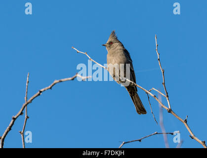 A female Phainopepla (Phainopepla nitens) perched on a tree branch. Tucson, Arizona, USA. Stock Photo