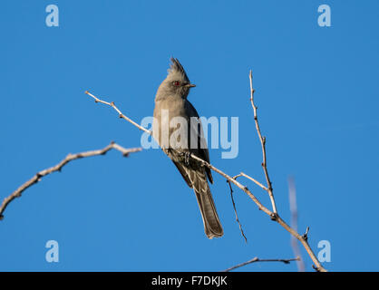 A female Phainopepla (Phainopepla nitens) perched on a tree branch. Tucson, Arizona, USA. Stock Photo