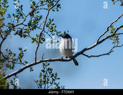 A Black-tailed Gnatcatcher (Polioptila melanura) on a tree branch. Tucson, Arizona, USA. Stock Photo