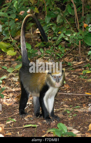 Lowe's mona monkey, Boabeng-Fiema Monkey Sanctuary, Ghana Stock Photo