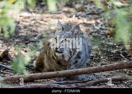 A Bobcat (Lynx rufus) in the desert. Tucson, Arizona, USA. Stock Photo