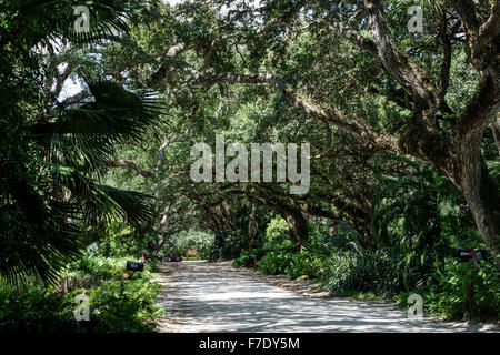 Vero Beach Florida,North Hutchinson Orchid Island,Ladybug Lane,live oak trees,canopy,visitors travel traveling tour tourist tourism landmark landmarks Stock Photo