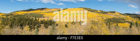 A huge grove of bright yellow quaking aspen trees in Kenosha Pass, Colorado. Stock Photo