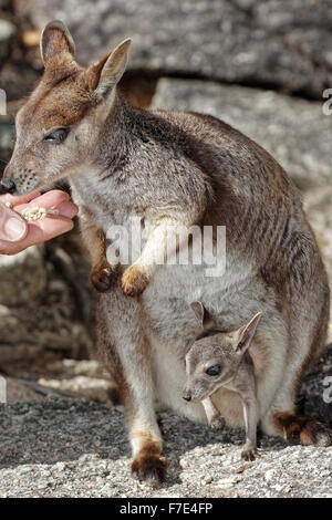 Granite Gorge Mareeba feeding a rock wallaby Stock Photo