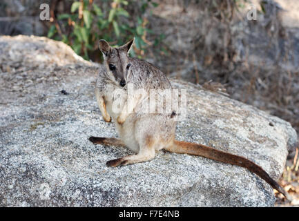 one rock wallaby on the rocks Stock Photo