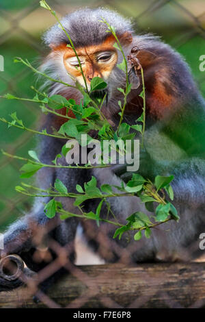 Gray-shanked Douc (Pygathrix cinerea), native to Asia Stock Photo - Alamy