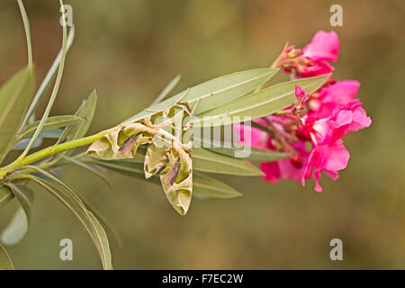 Oleander hawk moth (Daphnis nerii) with its wings spread on an Oleander branch. This species is native to the Mediterranean. Pho Stock Photo
