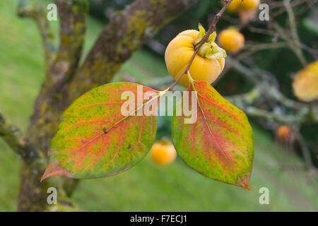 Persimmon hanging from a branch. Two leaves with autumn colors in the foreground. Stock Photo