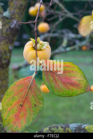 Persimmon hanging from a branch. Two leaves with autumn colors in the foreground. Stock Photo