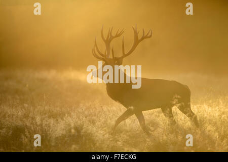 Red deer (Cervus elaphus), stag in first light, dewy meadow and fog, Zealand, Denmark