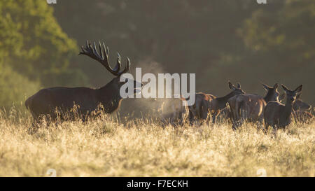 Red deer (Cervus elaphus), stag with herd, visible breath, backlit, Zealand, Denmark Stock Photo
