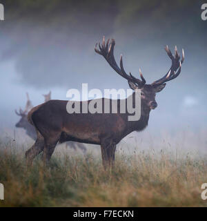 Red deer (Cervus elaphus), Royal Stag on rutting meadow, fallow deer (Dama dama), Zealand, Denmark