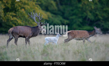 Red deer (Cervus elaphus), family with white calf, Zealand, Denmark Stock Photo