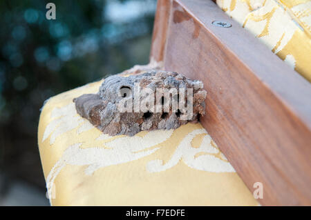 A hornet's nest built under a chair Photographed in Tel Aviv, Israel Stock Photo