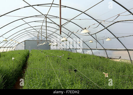 Organic farming. green herbs (Rosemary, Rosmarinus officinalis) grow in a hothouse Stock Photo