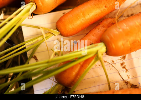 Home grown carrots from a small Organic vegetable patch Stock Photo