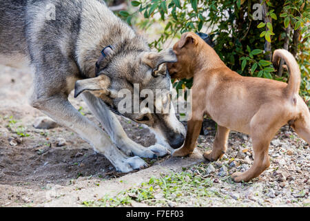 A mature dog and a puppy play in the yard Stock Photo