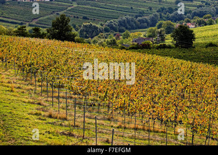 Vineyards, Eisenberg an der Pinka, Deutsch Schützen-Eisenberg, Burgenland, Austria Stock Photo