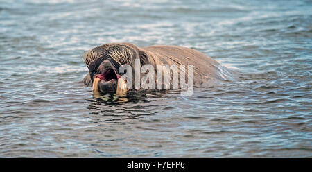 Walrus (Odobenus rosmarus) in water, Spitsbergen, Arctic, Norway