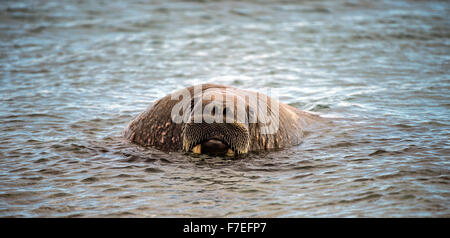 Walrus (Odobenus rosmarus) in water, Spitsbergen, Arctic, Norway Stock Photo