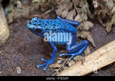 Blue poison-dart frog Stock Photo