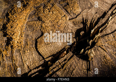 Old tree trunk cut cross section with rotted areas in color Stock Photo