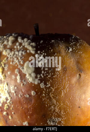 Penicillium expansum growing on the skin of an old rotting apple, often called fruit-rot. This fungal growth is the bane of all Stock Photo