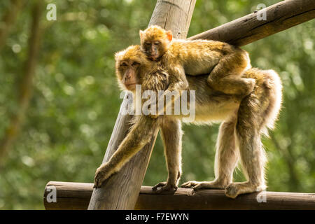 Closeup of a Barbary macaque carrying a baby. Backlit with beautiful natural sunlight. Stock Photo