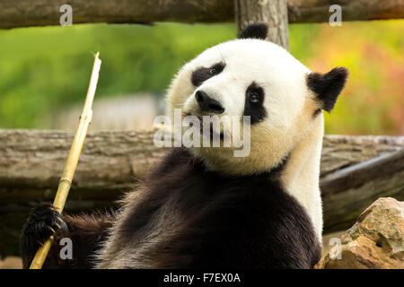 Giant panda bear eats bamboo during the rain in a forest Stock Photo