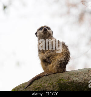 Solitary Meerkat Perching on a Rock at Skansen Zoo Djurgarden Stockholm ...