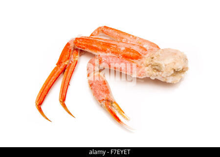 Snow crab (Chionoecetes opilio) or Tanner crab  isolated on a white studio background. Stock Photo