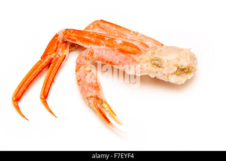Snow crab (Chionoecetes opilio) or Tanner crab  isolated on a white studio background. Stock Photo