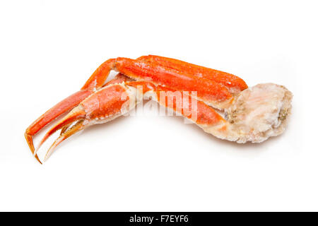 Snow crab (Chionoecetes opilio) or Tanner crab isolated on a white studio background. Stock Photo