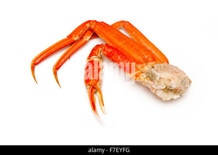 Snow crab (Chionoecetes opilio) or Tanner crab  isolated on a white studio background. Stock Photo