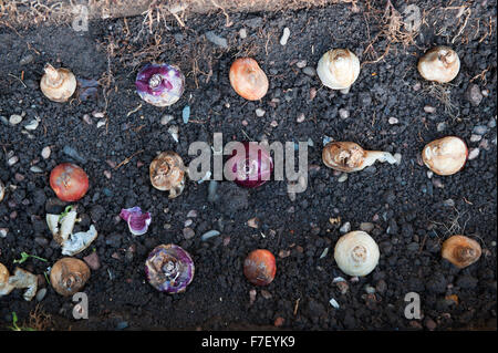 Bulbs in the garden layed in accurate shape in the ditch England Europe Stock Photo